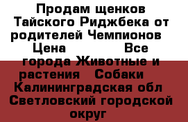 Продам щенков Тайского Риджбека от родителей Чемпионов › Цена ­ 30 000 - Все города Животные и растения » Собаки   . Калининградская обл.,Светловский городской округ 